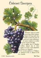 CABERNET SAUVIGNON CARTES POSTALES