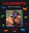 Marmotte lutin des montagnes, lutin des montagnes