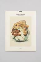 Tirage - Polyporus giganteus - Édition illustrée