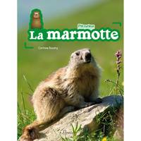 P'tit curieux, La marmotte