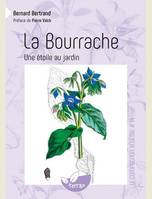 La Bourrache - Une étoile au jardin - Vol. 14