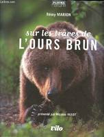 Sur les traces de l'ours brun