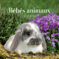 Calendrier bébés animaux 2024