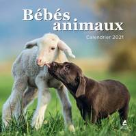 Bébés animaux - Calendrier 2021