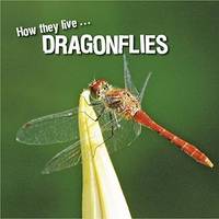 How they live... Dragonflies, Learn All There Is to Know About These Animals!