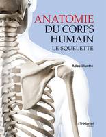 Anatomie du corps humain : Le squelette