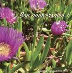 CARTE BON ANNIVERSAIRE CHRYSANTHEMES