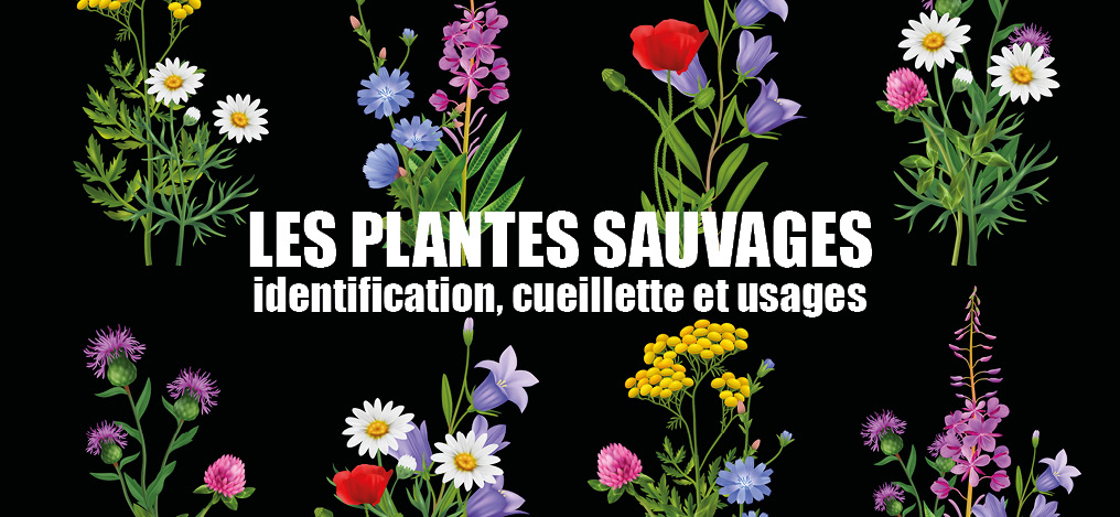Les plantes sauvages