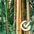Bambou certifié