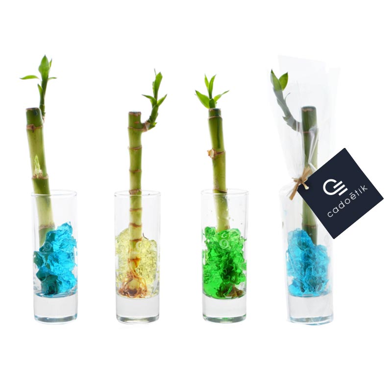 Bambou d'eau en vase individuel - plante publicitaire