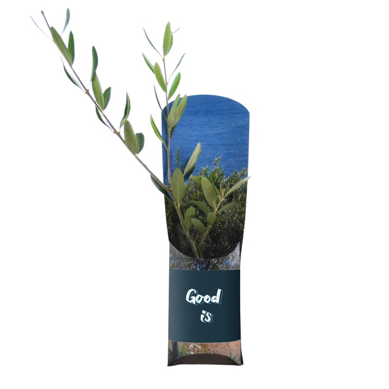 L'étui plant d'arbre publicitaire Standard - Goodies écologique