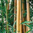 matière bambou cadoetik
