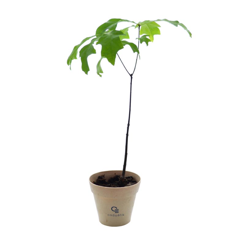 Plante personnalisée - Plant d'arbre dans pot en fibre de bambou personnalisable