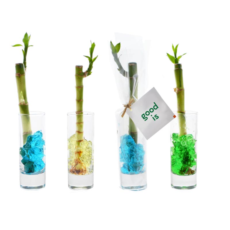 Bambou d'eau en vase individuel - goodies plante