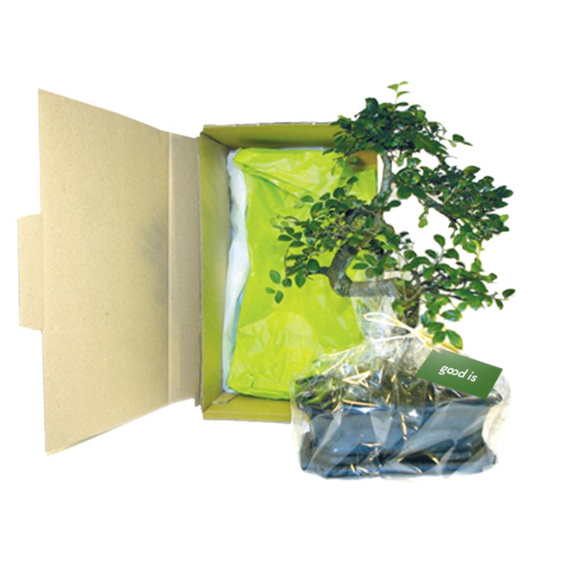 Cadeau publicitaire végétal - Bonsaï 3 - 10x15 cm en carton individuel