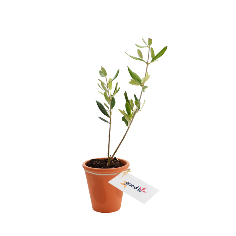 Plant arbre en pot terre cuite - Prestige : Olivier, Sequoia, Palmier 