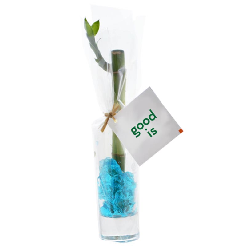 Bambou d'eau en vase individuel - cadeau d'entreprise végétal