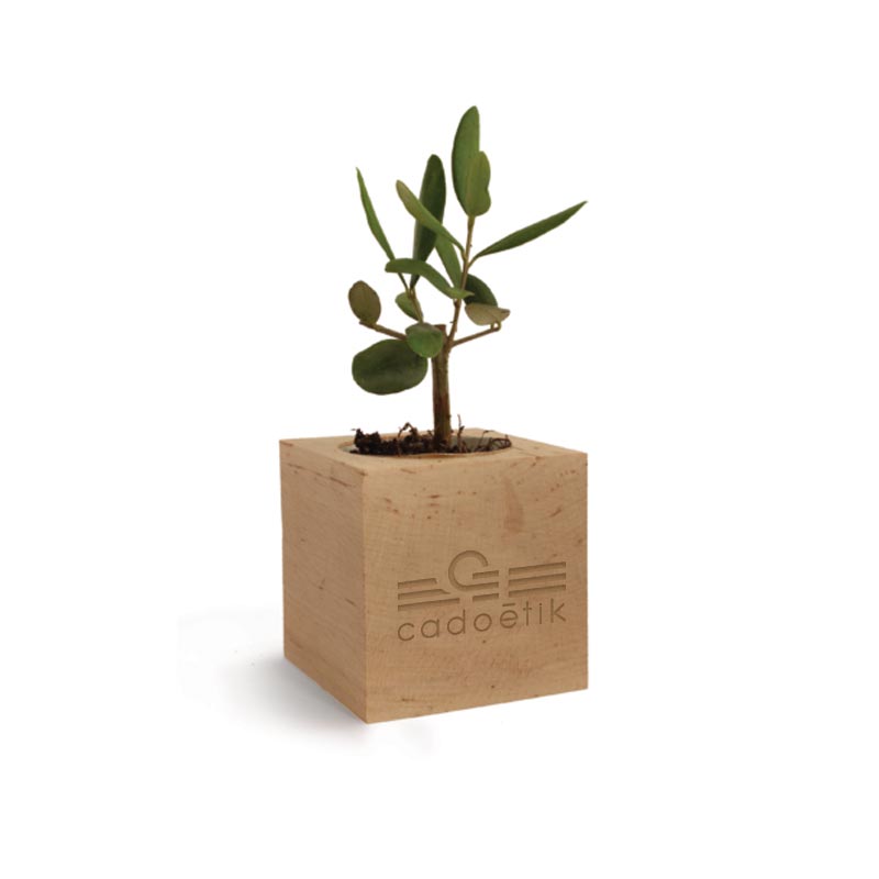 Plante personnalisée - Cube en bois arbre