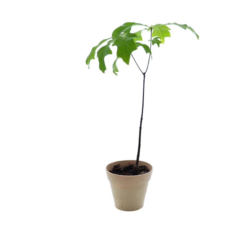 Plant d'arbre en pot Fibre de Bambou 10 cm -Feuillus