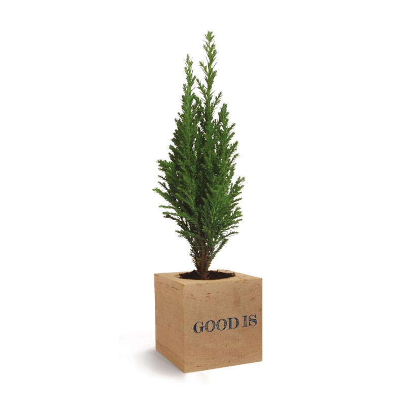 Cube en bois arbre