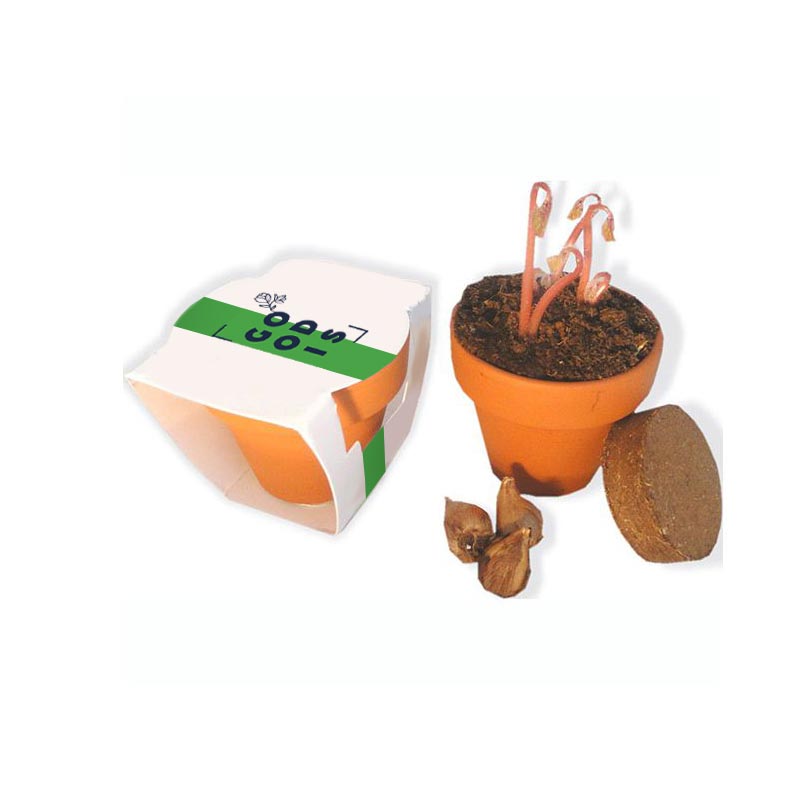 Goodies green - Kit de plantation terre cuite  avec bulbes trèfle