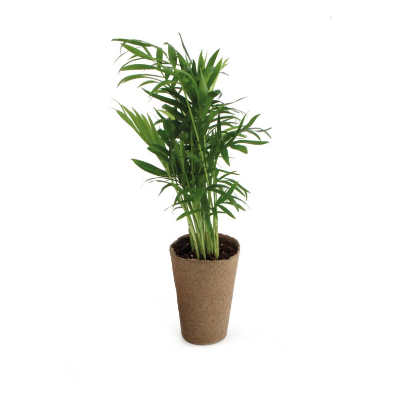 Plantes publicitaires palmier - prêt à planter zéro déchet