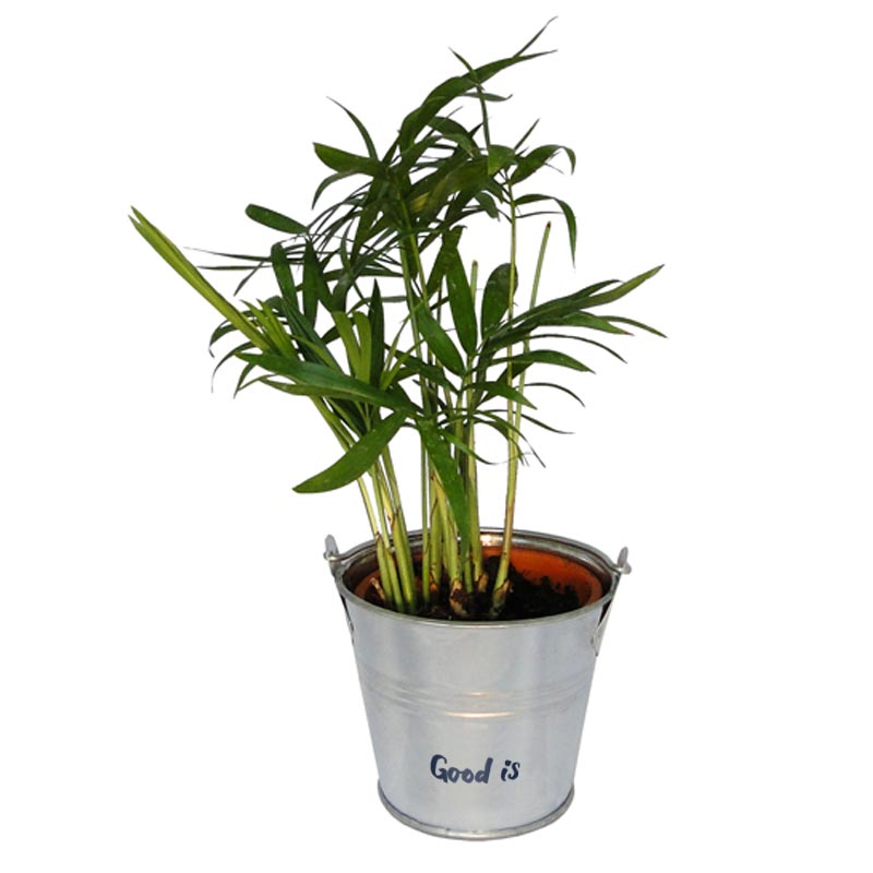 Mini plante verte publicitaire en zinc