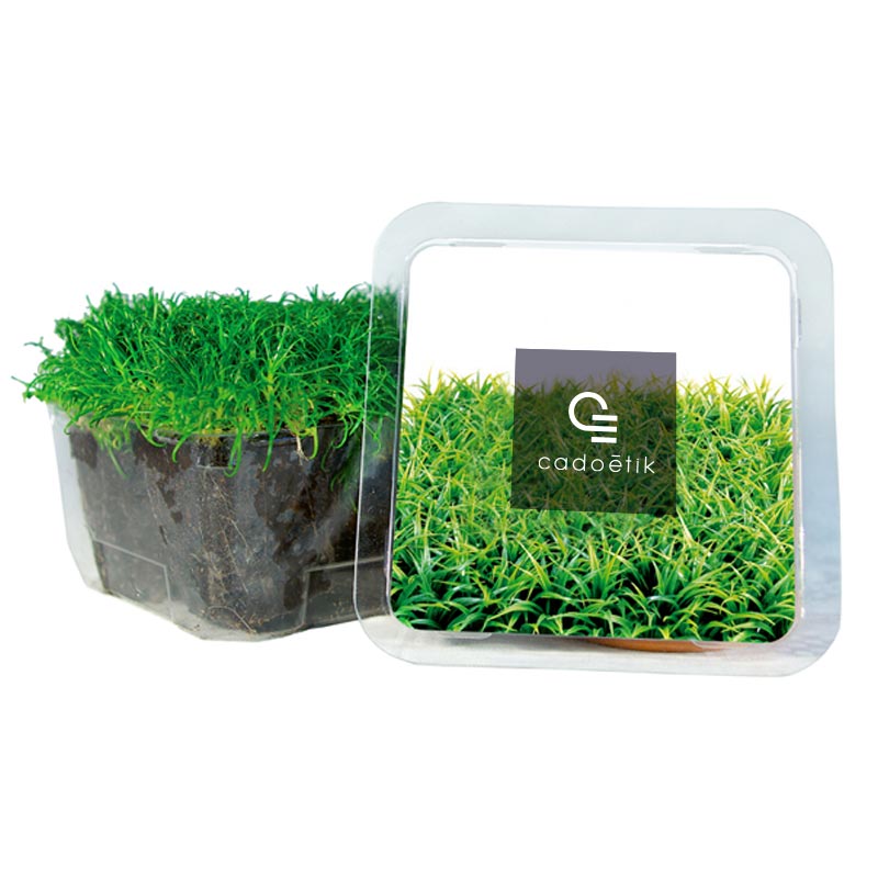 Petit Cube Vert - kit de plantation publicitaire