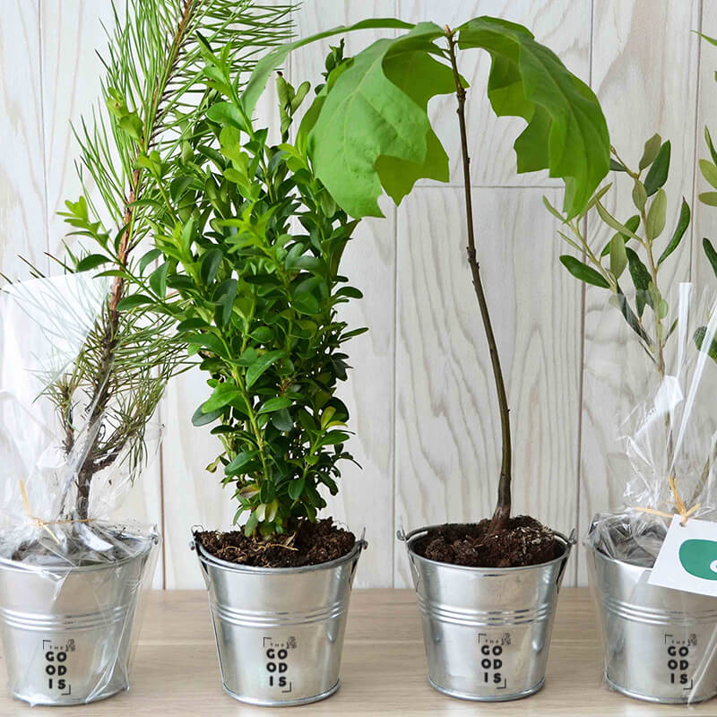 Goodies écologique - Plant arbre en pot zinc - Prestige: Olivier, Sequoia, Palmier