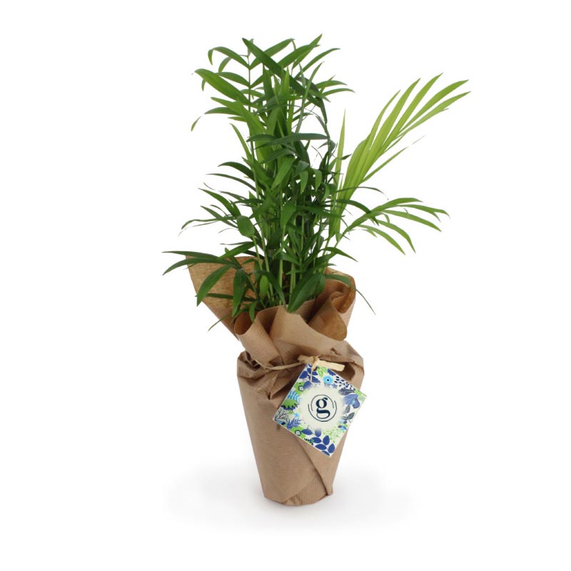 Plante Palmier personnalisable entourée de papier kraft