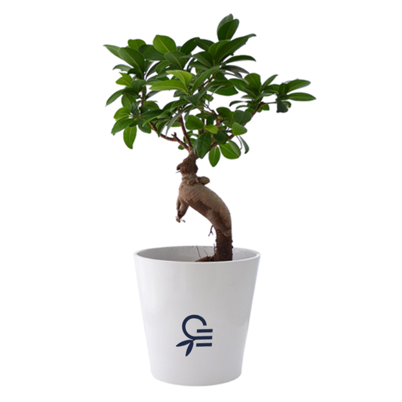Plante publicitaire - Ficus Ginseng en mini pot ceramique