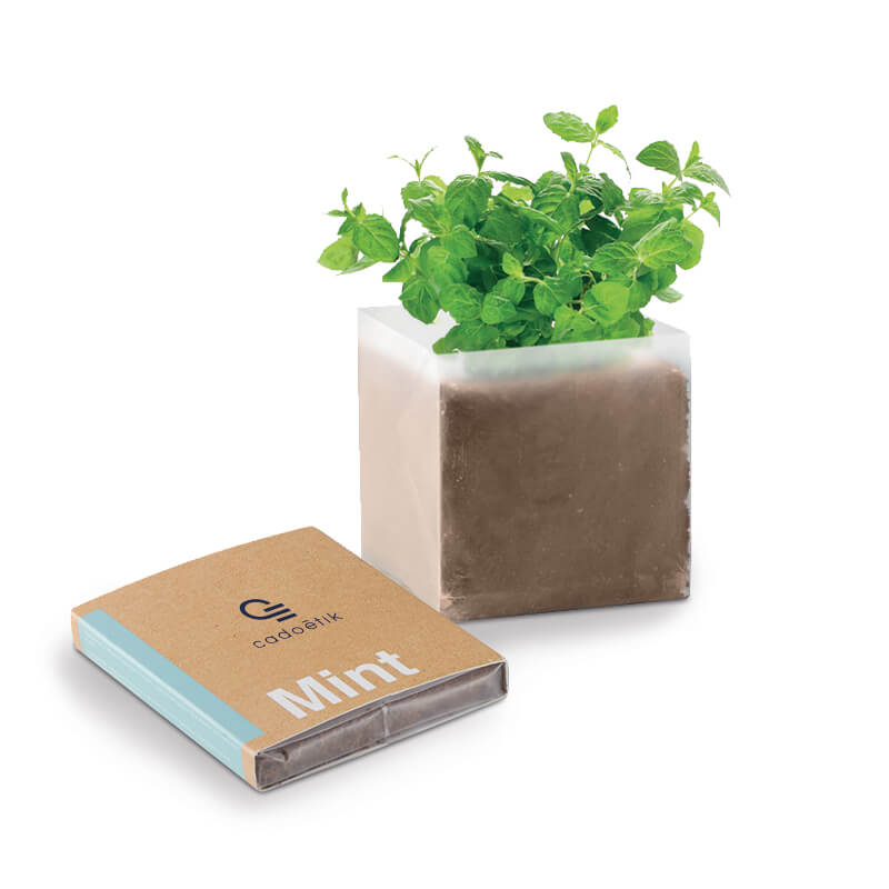 Plante personnalisée - Kit de plantation personnalisable - Substrat avec graines Menthe