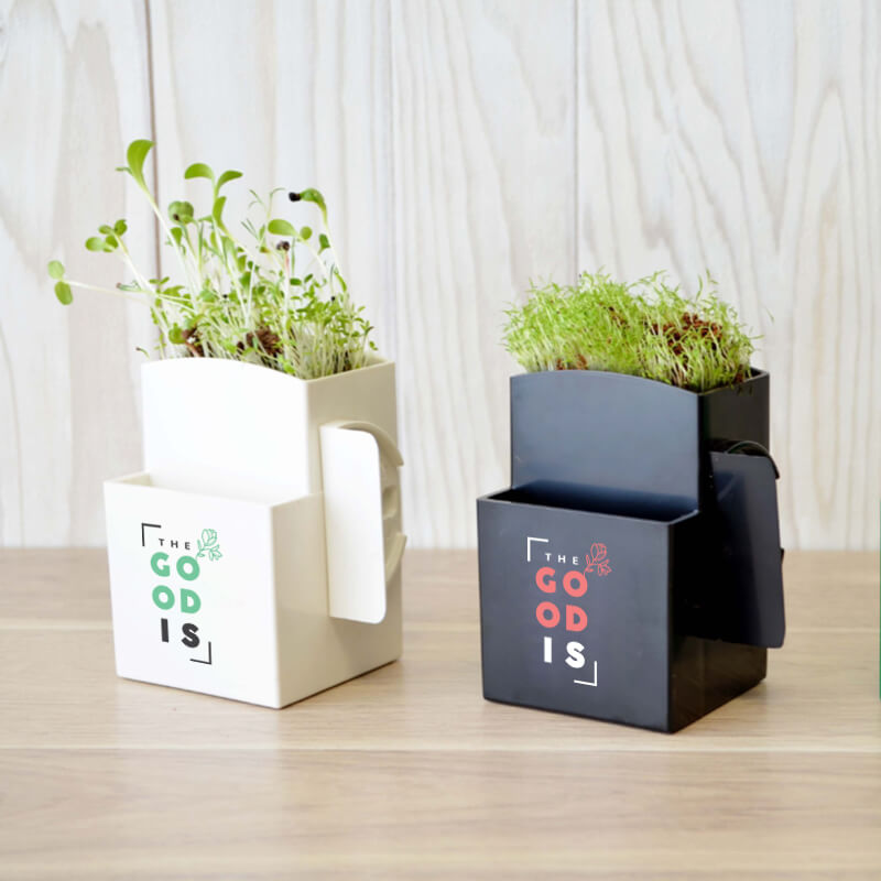 La végétal-Box avec plante dépolluante - Goodies entreprise