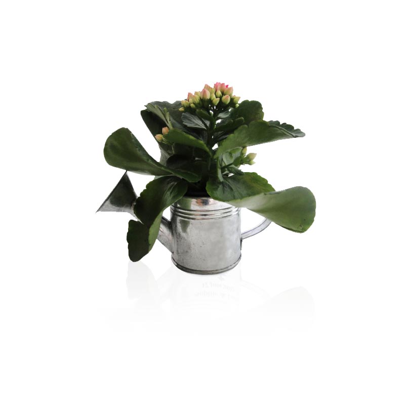 Arrosoir en zinc avec mini plante fleurie