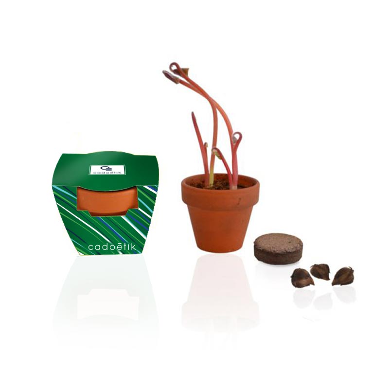 Goodies green - Kit de plantation terre cuite  avec bulbes trèfle