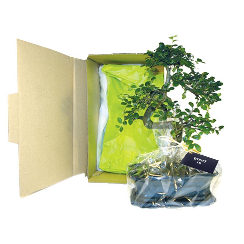 Goodies plante - Bonsaï 3 - 10x15 cm en carton individuel