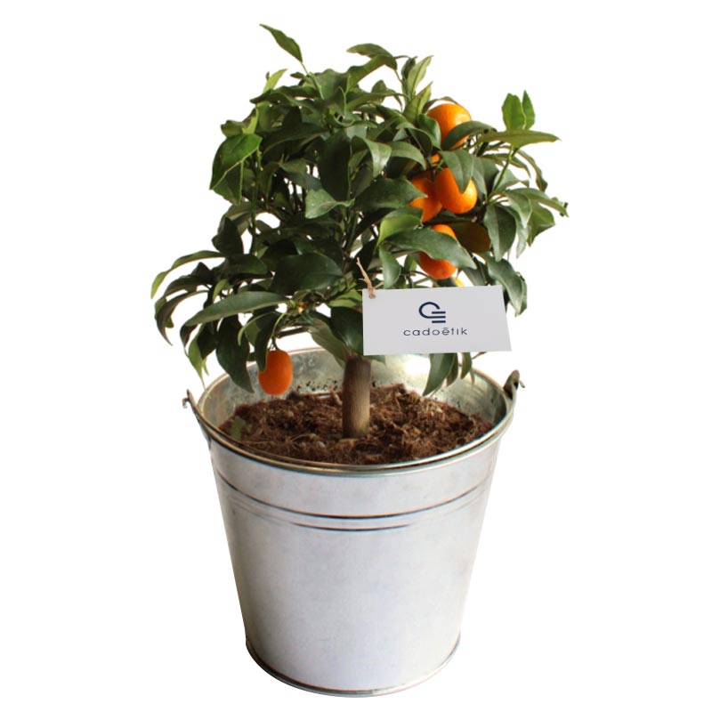 Plante publicitaire décorative - Oranger  pot de 14/15 cm en zinc ou osier