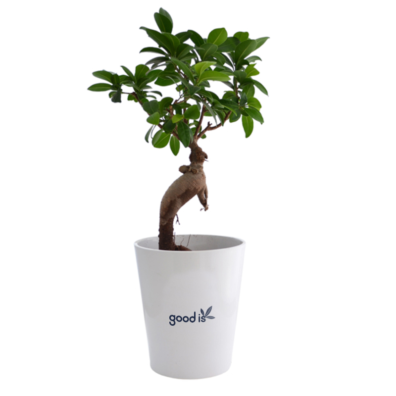 Plante verte publicitaire Ficus Ginseng