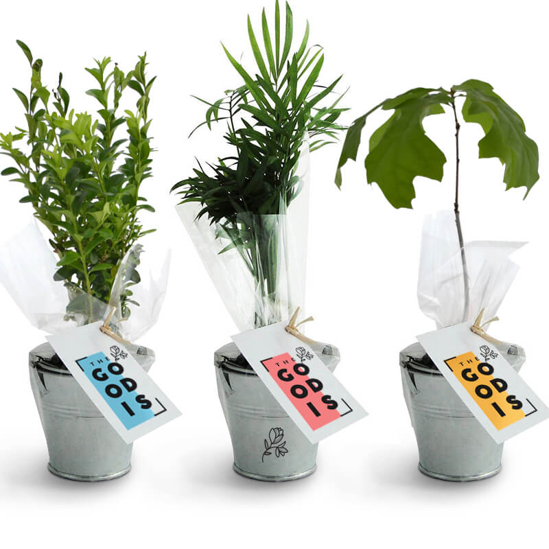Cadeau d'entreprise végétal - Plant arbre en pot zinc - Prestige: Olivier, Sequoia, Palmier