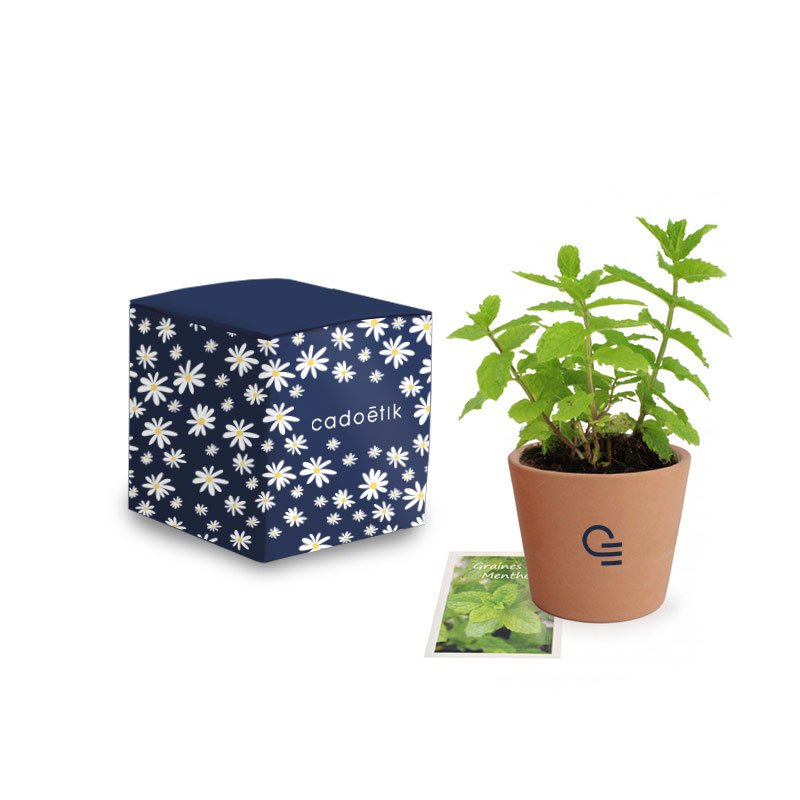 Goodies green - Le Cube de plantation 65 mm3