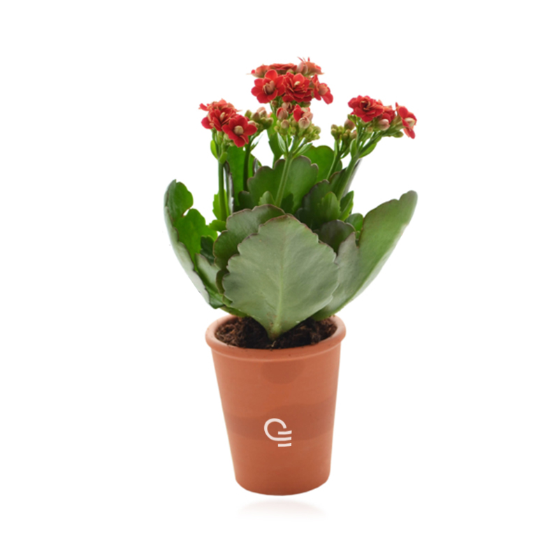 Plante publicitaire - Mini plante fleurie en pot Terre cuite 6 cm