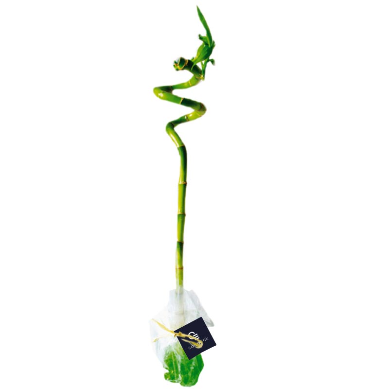 Canne chinoise torsadée 30 cm - cadeau publicitaire végétal