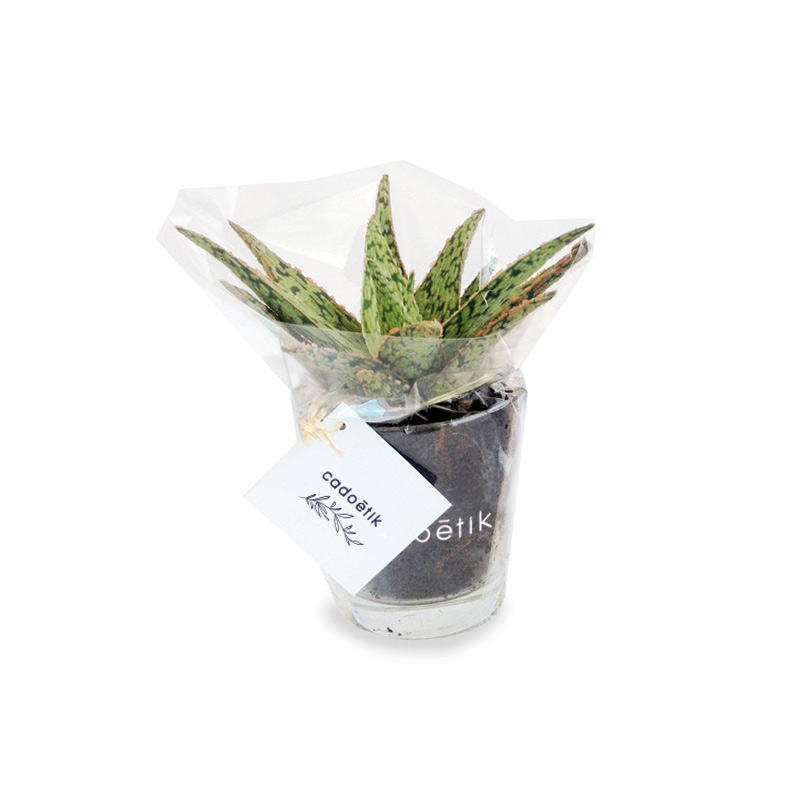 Plante personnalisée - Mini Dépolluante en vase verre