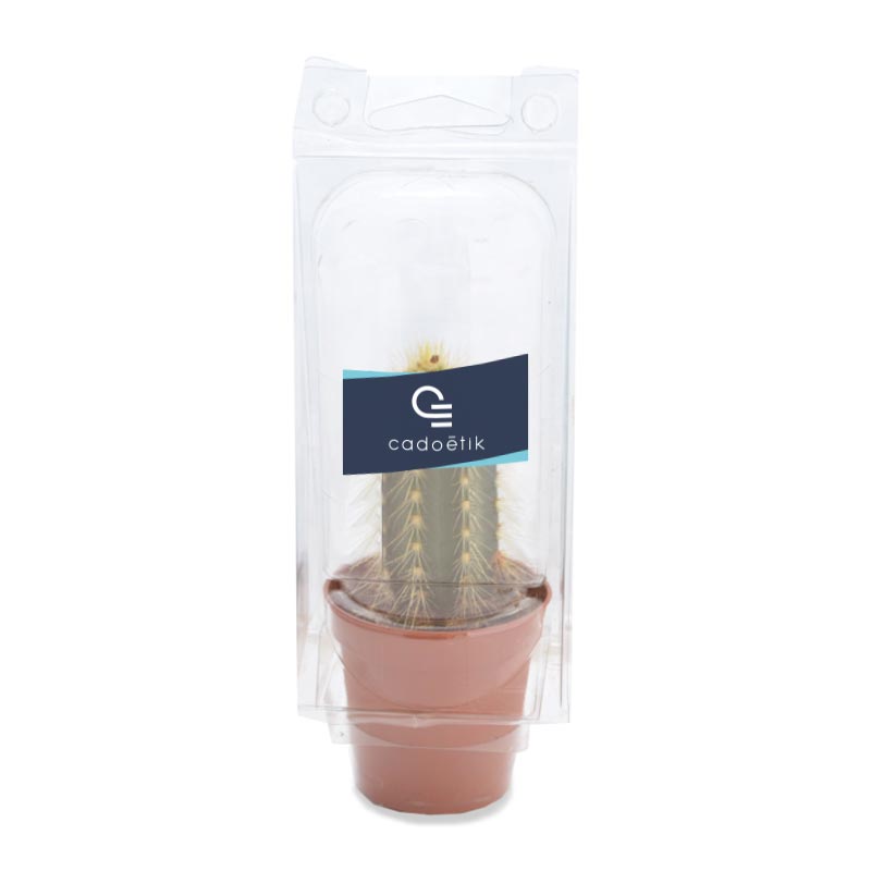 Plante personnalisée - Mini serre 1 pot cactus ou succulente - plante publicitaire