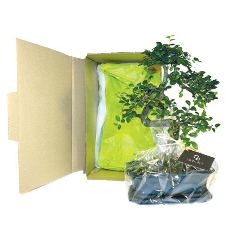 Plante personnalisée - Bonsaï personnalisable 10 x15 cm - Cadeau d'entreprise végétal