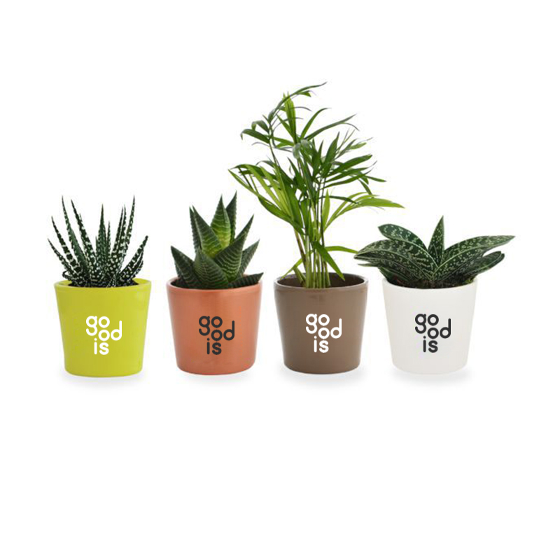 Cadeau d'entreprise écologique - Mini plante dépolluante en pot ceramique