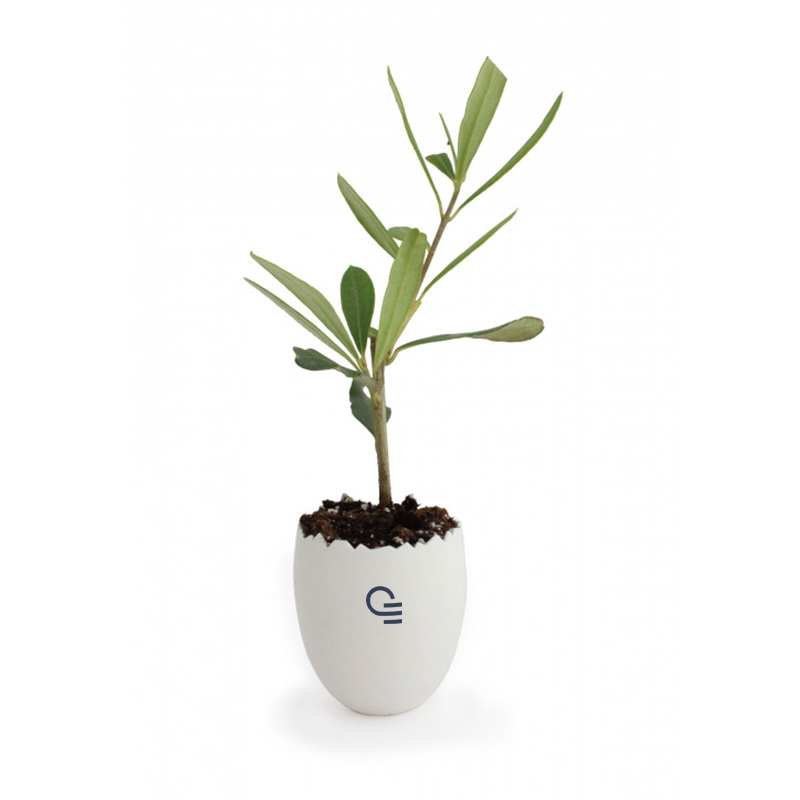 Plant d'arbre avec pot biodégradable Œuf_1