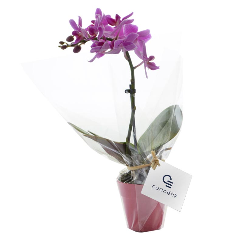 Plante publicitaire en pot Orchidée