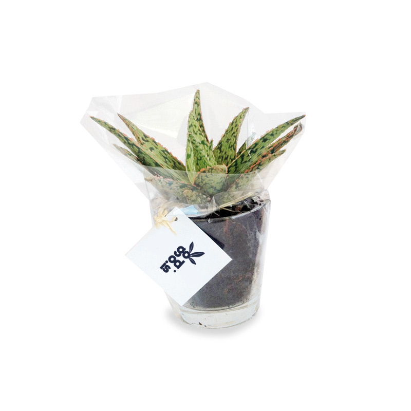 Plante dépolluante dans pot en verre_4
