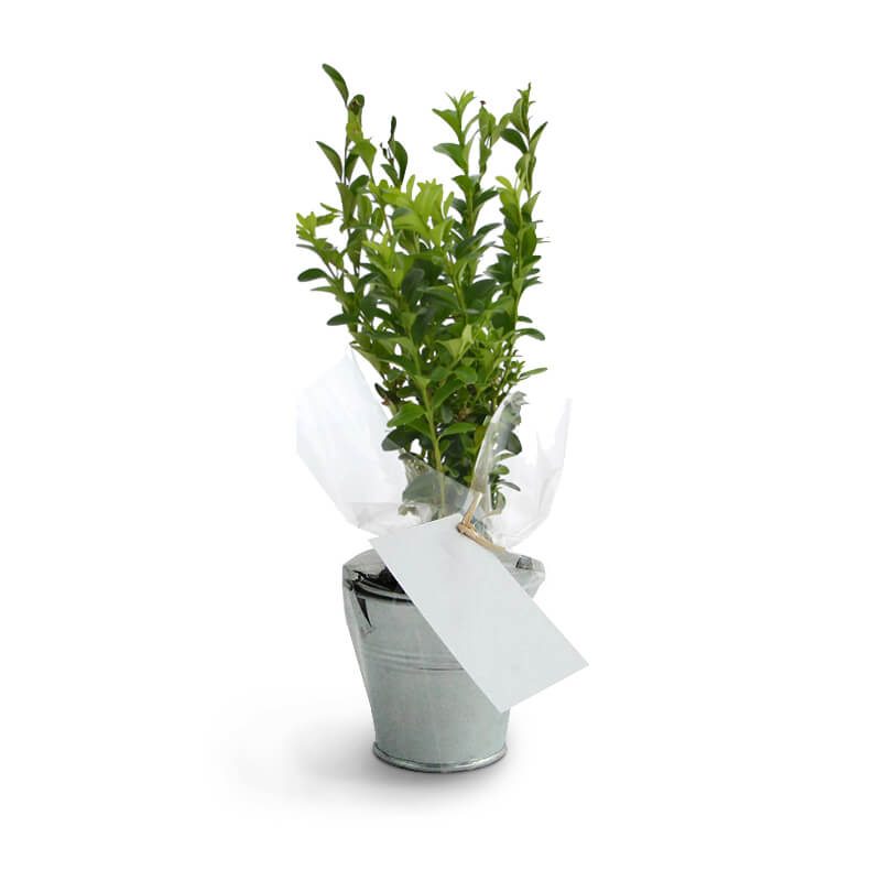 Cadeau promotionnel - Plant arbre en pot zinc - Prestige: Olivier, Sequoia, Palmier